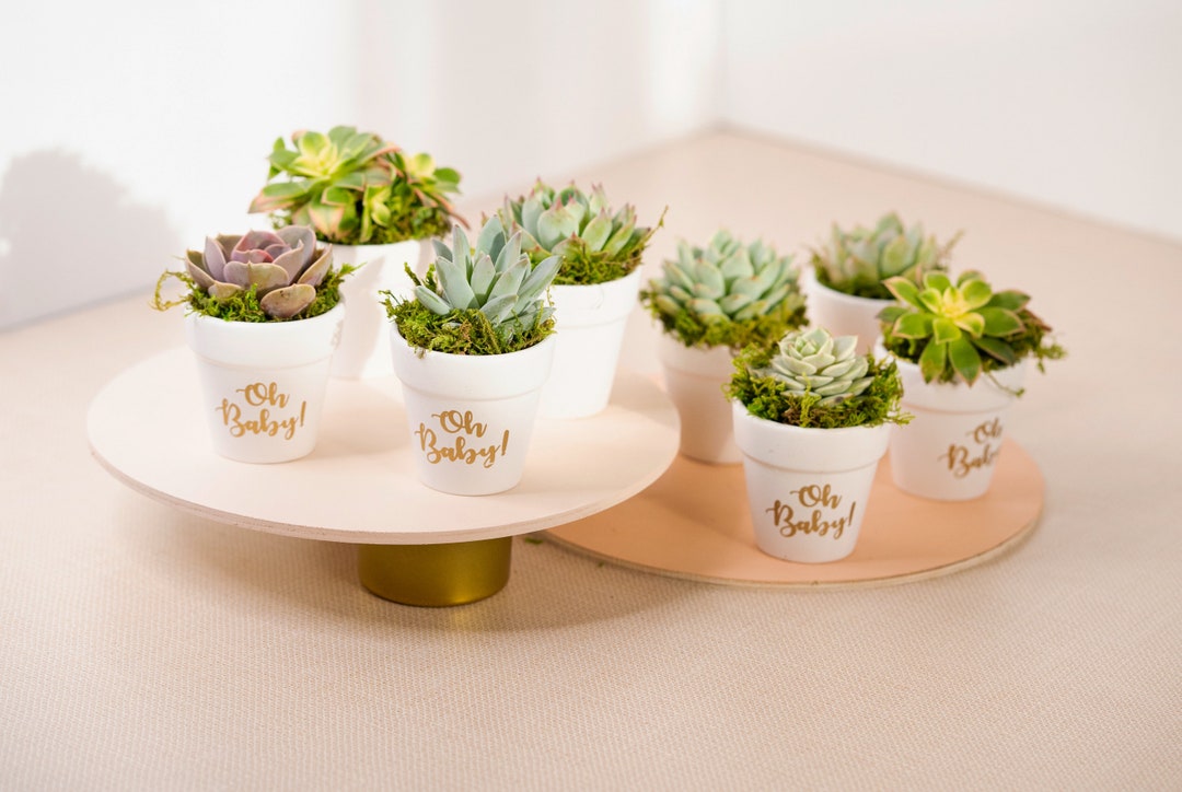 Succulent Party Favors, Baby Shower Favors, Birthday Party Favors ...