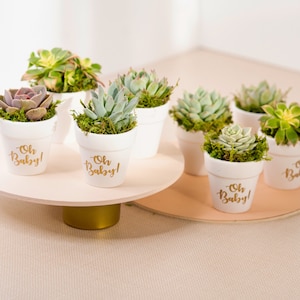 Succulent Party Favors, Baby Shower Favors, Birthday Party Favors, Wedding Succulent Favors, Bridal Shower Favors