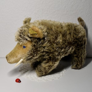 Op de afbeelding: Een vintage pluche bruin everzwijn met een lange snuit en één witte slagtand. Het everzwijn heeft blauwe ogen en een geel label aan zijn oor. Het everzwijn zit op een witte onderzetter.