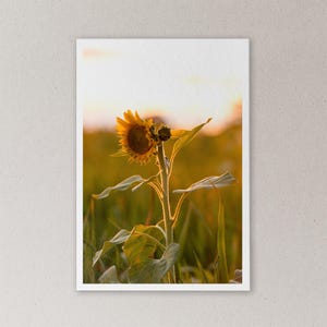 Tournesol au coucher du soleil - Décoration murale pour photographies de nature | Impression sur papier mat (4 x 6, 5 x 7, 8,5 x 11, 11 x 17, 13 x 19)
