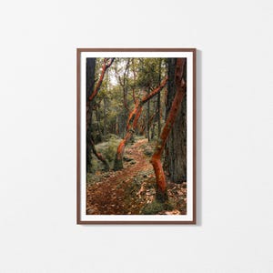Pacific Madrone Grove II (Arbutus Menziesii) | Pacific Northwest | Fine Art Woodlands Photography Print (5x7"/13x18cm - 24x36"/61x91cm)