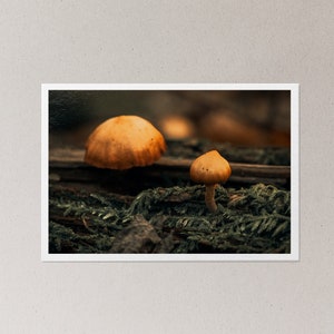 Mushroom Duo - Macro Photography Wall Decor | Matte Paper Print (4x6, 5x7, 8.5x11, 11x17, 13x19)