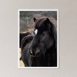 Cavallo islandese I - Decorazione da parete con fotografia di animali / Stampa su carta opaca (4x6, 5x7, 8,5x11, 11x17, 13x19)
