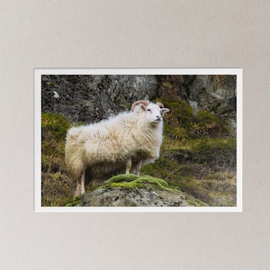 Pecora islandese - Decorazione da parete con fotografia di animali / Stampa su carta opaca (4x6, 5x7, 8,5x11, 11x17, 13x19)