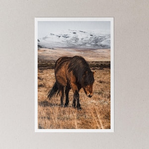 Cavallo islandese II - Decorazione murale con fotografia di animali / Stampa su carta opaca (4x6, 5x7, 8,5x11, 11x17, 13x19)