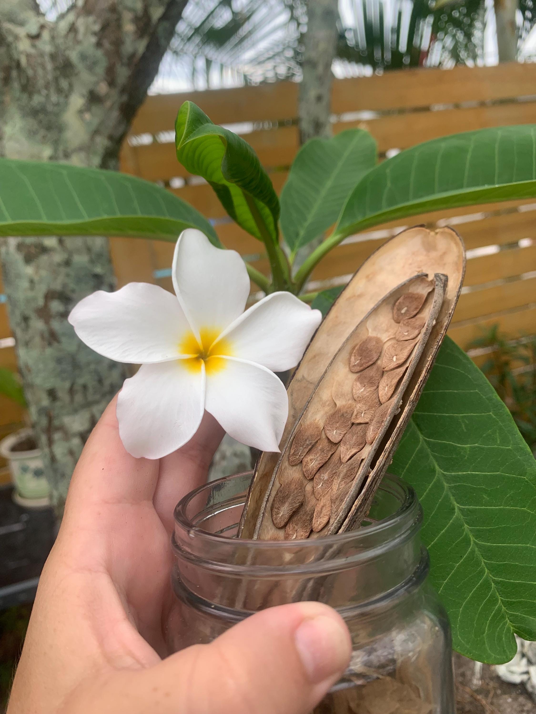 Plumeria seeds-White flowers-Pkg of 5 seeds