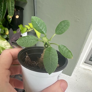 Dorstenia Foetida