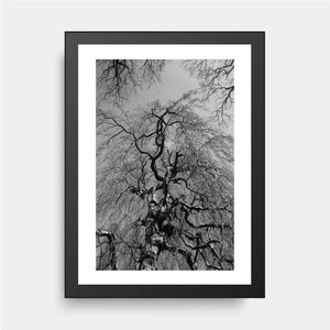 Majestic Tree, Fall, Nature, Trees, Cemetery
