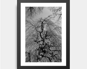 Majestic Tree, Fall, Nature, Trees, Cemetery