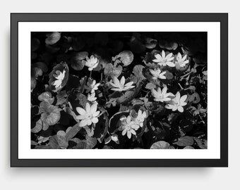 Bloodroot Sanguinaria Flowers, Flower Photography, Montreal Photography, Nature Photography, Blossoms, Spring, Black and White Photography