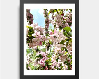 Crabapple Flowering, Spring, Flowers