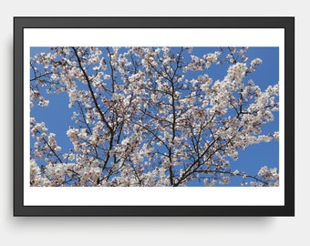 Almond Blossoms, Spring, Botanical Garden