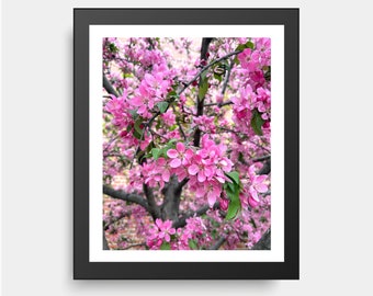Japanese Crab Apple Blossom Tree, Flower Photography, Montreal Photography, Nature Photography, Blossoms, Spring
