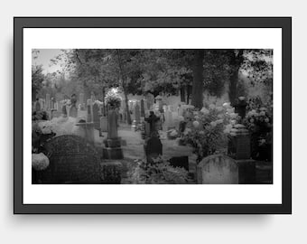 Gravestones & Hydrangea Flowers, Cemetery, Mount-Royal, Montréal QC, Black and White Photography, Flowers and Nature