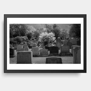 Nagrobki i kwiaty hortensji, cmentarz, fotografia ciemna, czarno-biała, równonoc jesienna