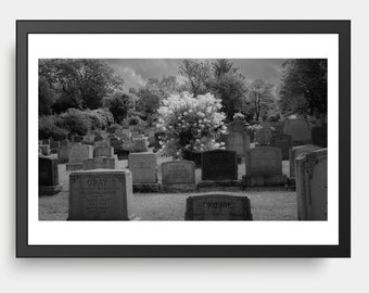 Tombstones & Hydrangea Flowers, Cemetery, Dark, Black and White Photography, Autumnal Equinox
