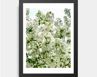 Wild Cherry Blossom, Spring, Flowers