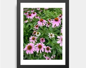 Echinacea Flowers, Healing Plant, Summer Flower