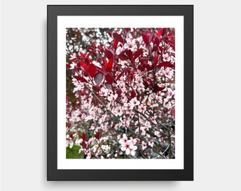 Purple Leaf Cherry Blossom Tree, Flower Photography, Montreal Photography, Nature Photography, Blossoms, Spring