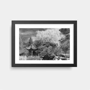 Weeping Willow Tree