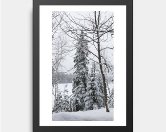 Sleepy Pine Tree, Snowy Nature Print