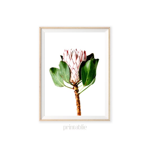 Protea Wall Art. Botanical Printable Pink Protea Print Etsy India