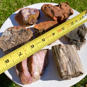 2 LBS of 2&quot; - 3&quot; Assorted Shapes Sizes & Colors Natural Arizona Rainbow Petrified Wood Fossil Rough Raw Lapidary