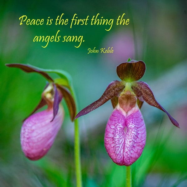 Roze Dame Slipper Orchid Angel Quote