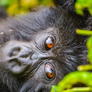 Beautiful Baby Gorilla Eyes