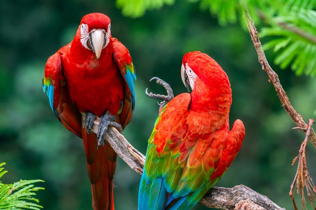 Red-and-green macaw - Wikipedia Two Nanoblock Terrier dog Red/Green Macaw Bird display picture 1