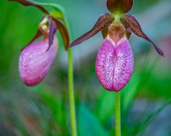 Pink Lady Slipper Wildflower in Nature