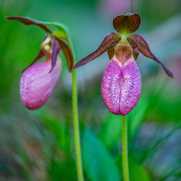 Pink Lady Slipper Wildflower in Nature