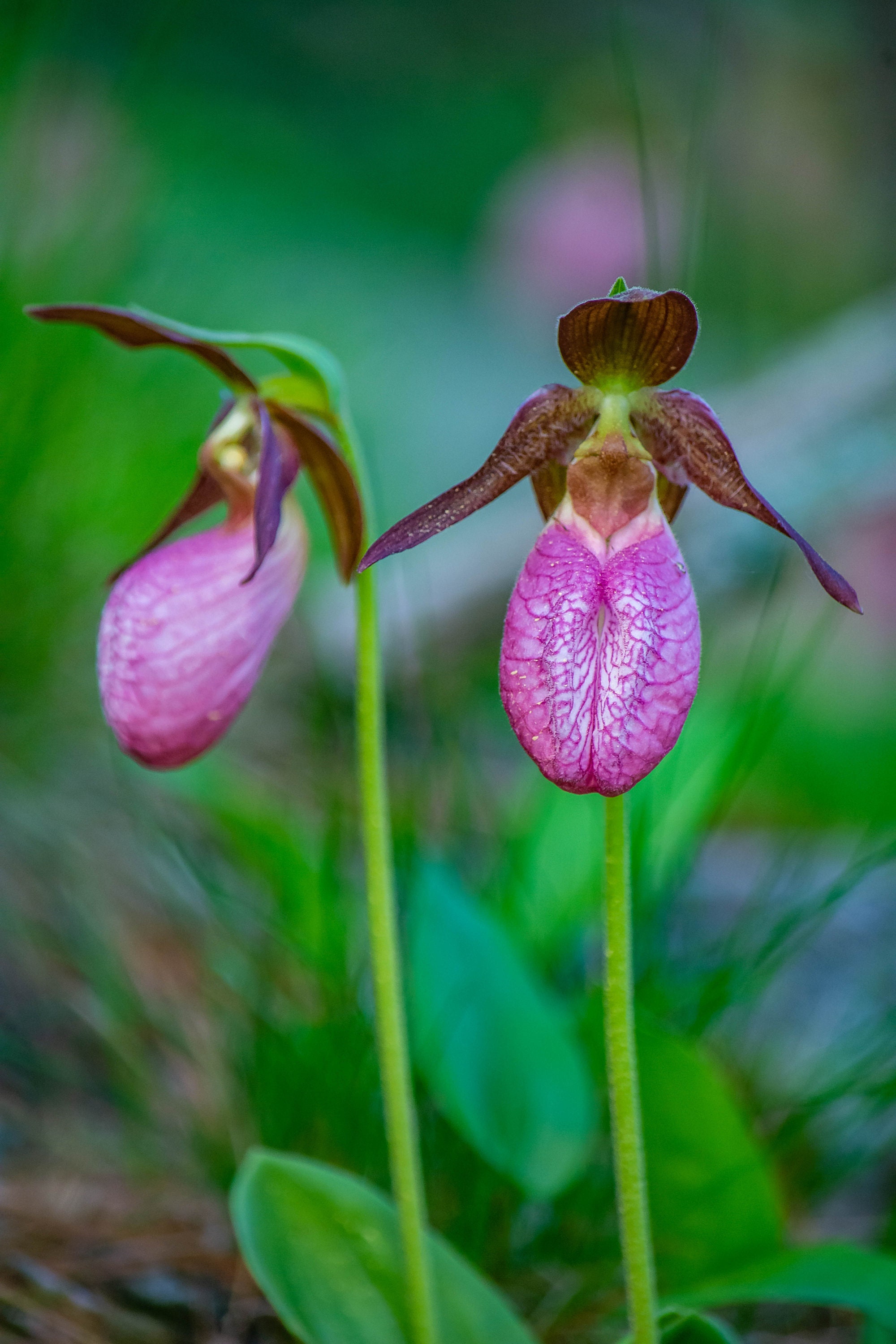 Pink Lady's Slipper | Mike Powell