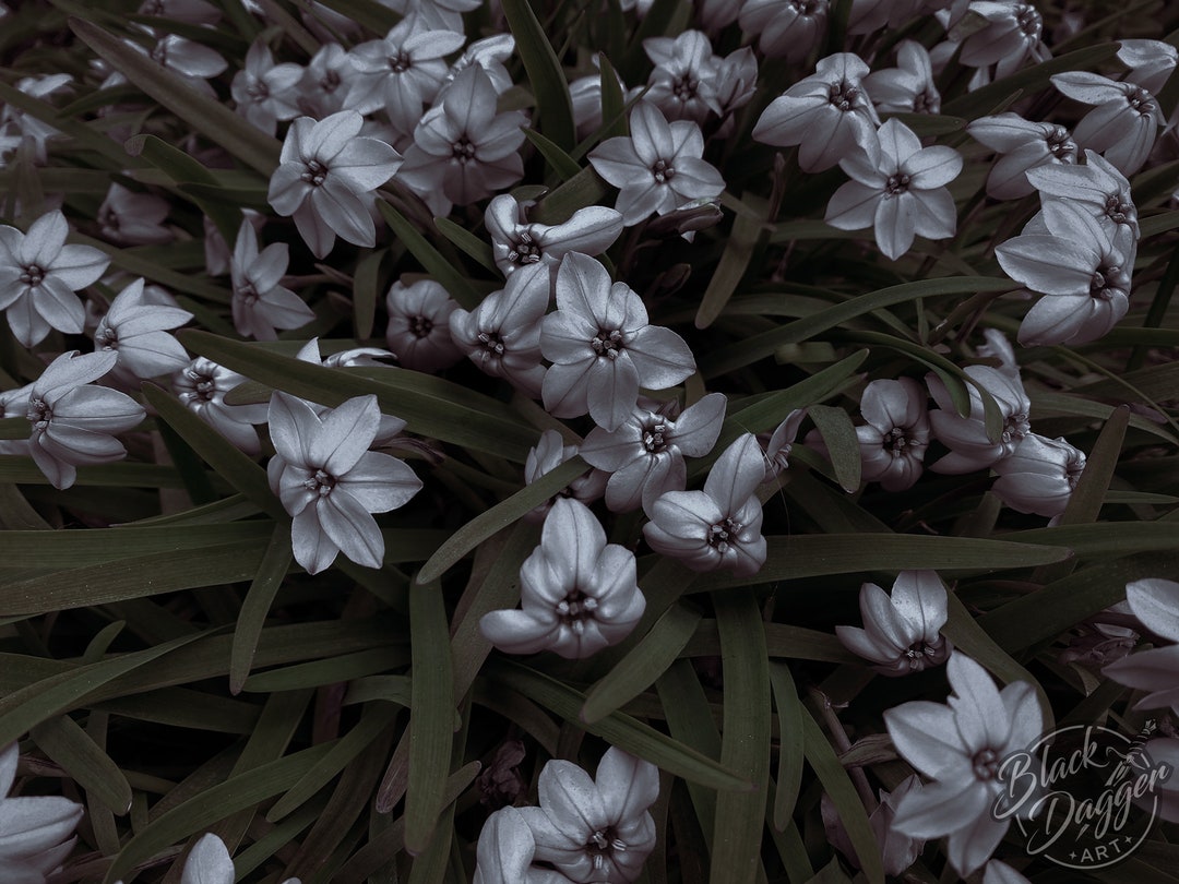 La Belle Fleur Sauvage 8x10 Photography Print Etsy