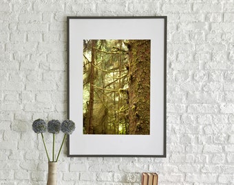 Redwood Forest Digital Download, Printable Wall Art, Mossy Green Trees, Forest Landscape Photography