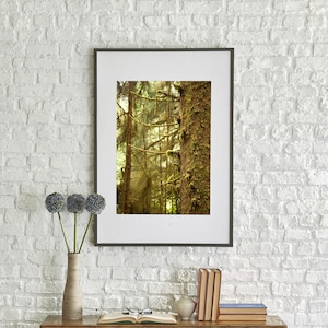 Redwood Forest Digital Download, Printable Wall Art, Mossy Green Trees, Forest Landscape Photography