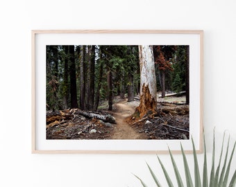 Forest Photography, Sequoia National Forest Print, Digital Download, Woodland Landscape, Forest Printable Photograph, Woodsy Art Gift