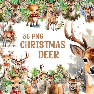 Watercolor Reindeer Clipart, Christmas Png Design, Reindeer Png, Transparent Background, Premium Quality, 36 Png Christmas Deer Bundle
