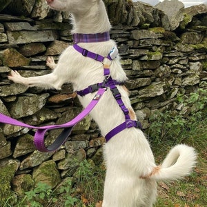 Op de afbeelding: Een witte hond met bruine markeringen die een paars-zwarte harnas en riem draagt, staat op zijn achterpoten tegen een stenen muur.