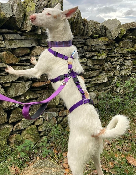 what is the best escape proof dog harness