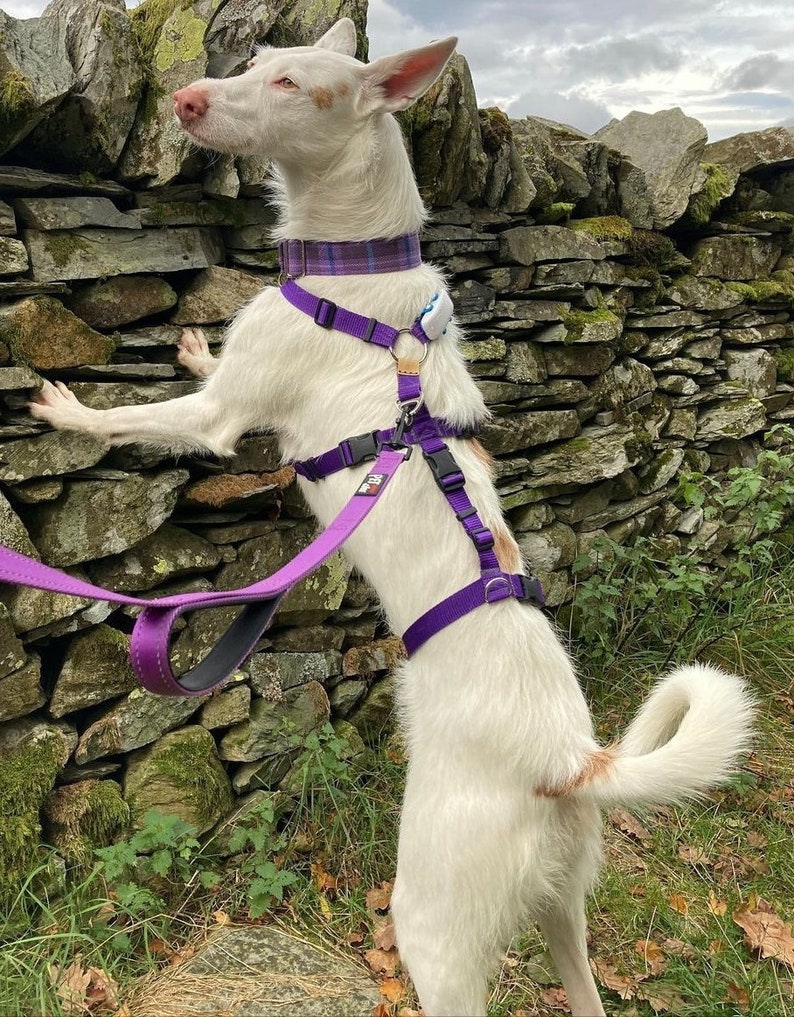 Dog Harness Anti Escape Escape Resistant 3 Strap 7 Way Adjustable Webbing colourful Houdini Sighthound Whippet Greyhound Saluki Hound-ini image 5