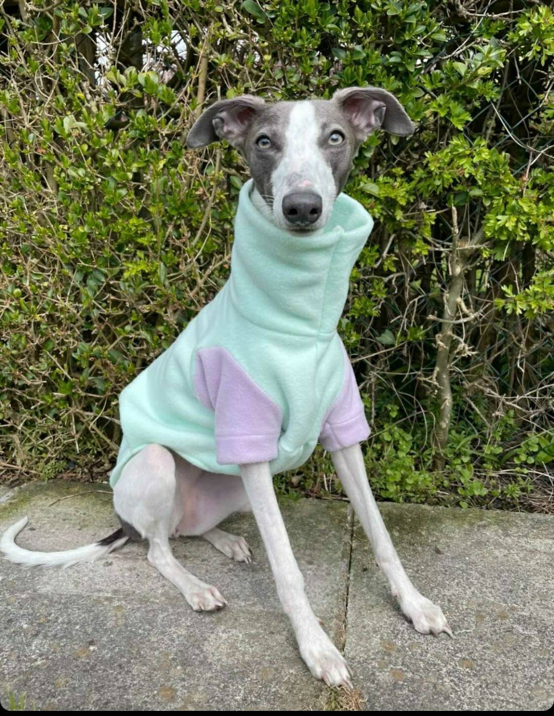 sighthound jumper