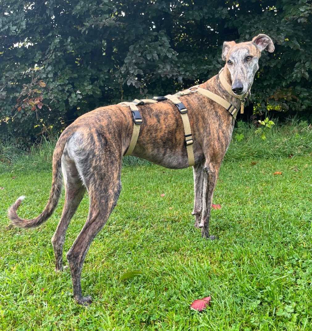 Point Harness With Anti Pull Ideal For Libreles: Italian