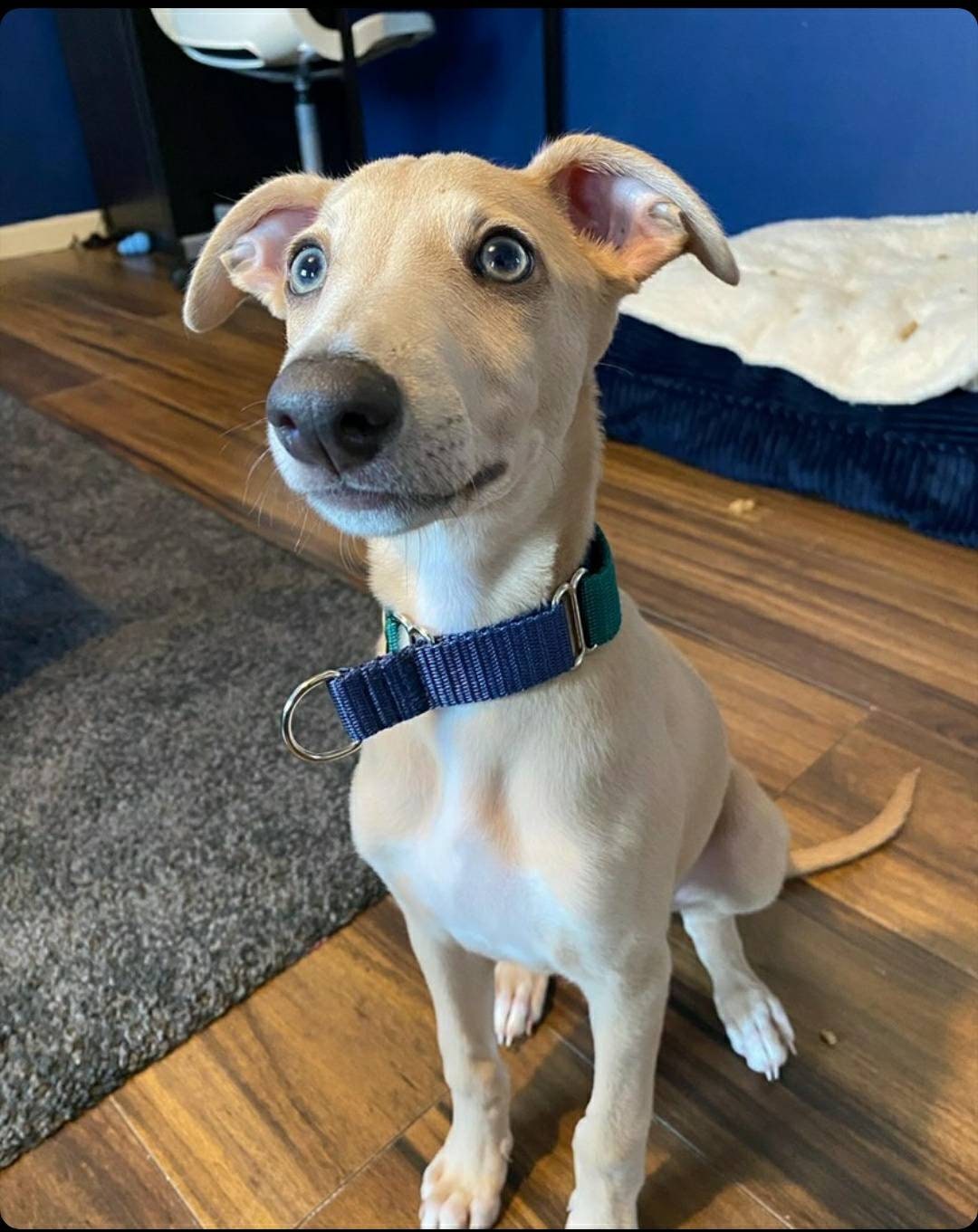 Best collar for whippet puppy deals