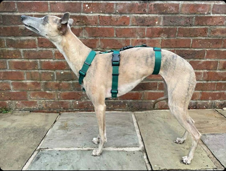 Dog Harness Anti Escape Escape Resistant 3 Strap 7 Way Adjustable Webbing colourful Houdini Sighthound Whippet Greyhound Saluki Hound-ini image 1