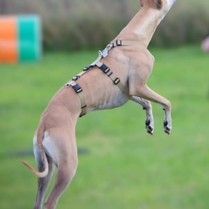 Dog Harness Anti Escape Escape Resistant 3 Strap 7 Way Adjustable Webbing colourful Houdini Sighthound Whippet Greyhound Saluki Hound-ini image 2