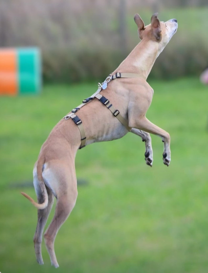 Dog Harness Anti Escape Escape Resistant 3 Strap 7 Way Adjustable Webbing colourful Houdini Sighthound Whippet Greyhound Saluki Hound-ini image 2