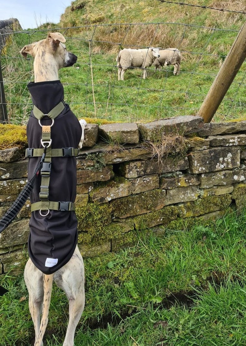 Dog Harness Anti Escape Escape Resistant 3 Strap 7 Way Adjustable Webbing colourful Houdini Sighthound Whippet Greyhound Saluki Hound-ini image 6