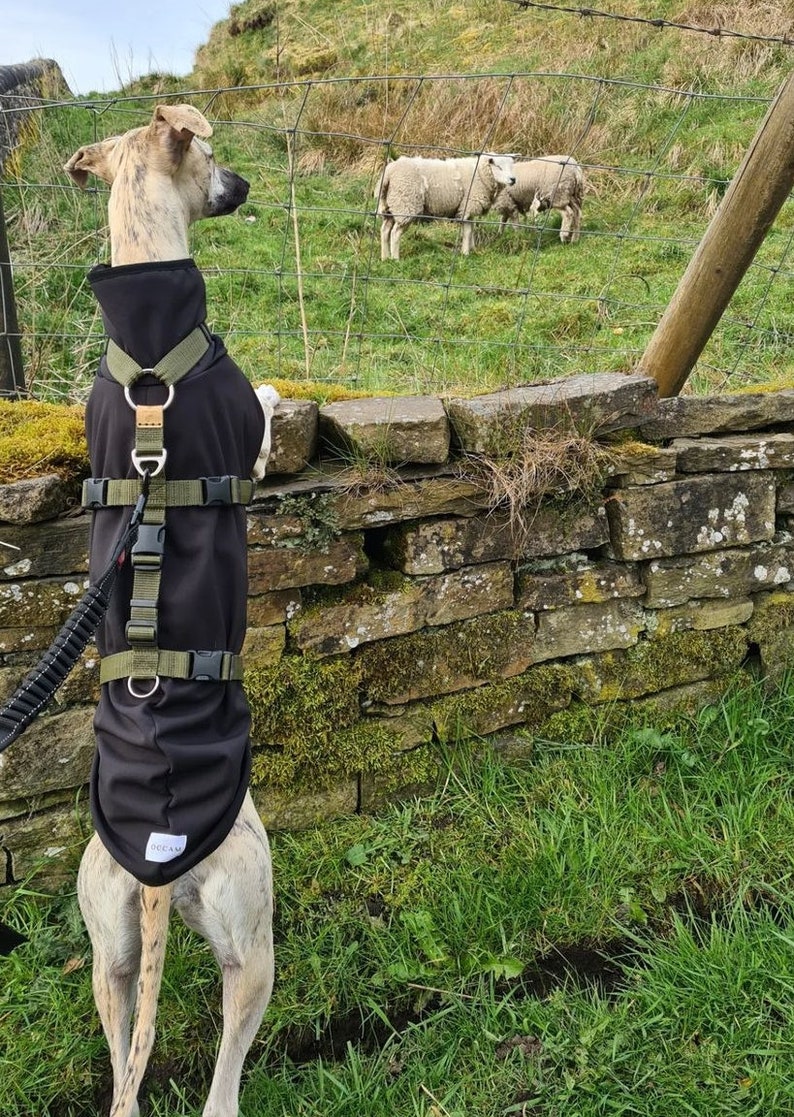 Op de afbeelding: Een zwart en groen hondenharnas met een zwart fleecejack op een hond die naar schapen in een veld kijkt.
