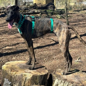 Op de afbeelding: Een gestroomde hond met een groene harnas staat op een boomstronk. De hond kijkt naar links en heeft zijn tong uitgestoken.